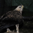 Wahlberg's eagle smuggled into UK from South Africa (Copy)
