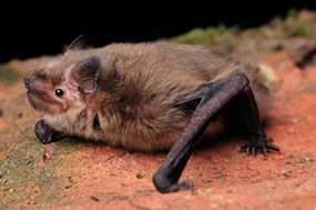 Bat Persecution