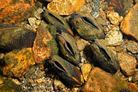 Freshwater Pearl Mussels