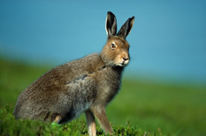 Mountain Hare