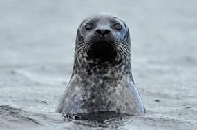 Illegal Seal Shooting