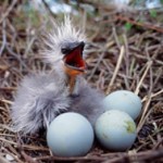 Illegal taking of wild bird eggs