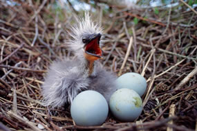 Illegal taking of wild bird eggs