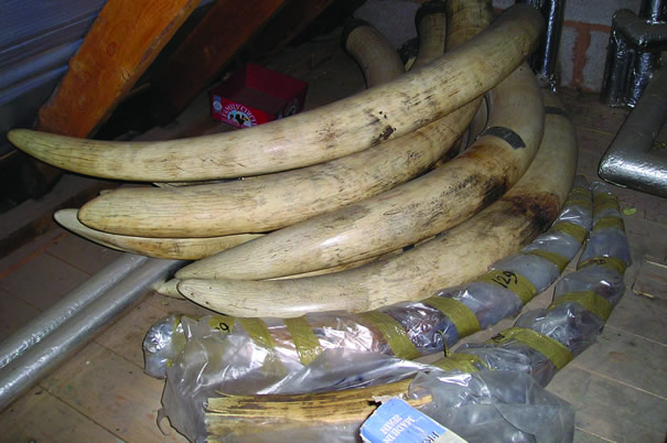 Illegal Ivory
