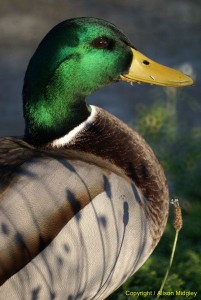 Mallard - close up - side view - bird - water fowl