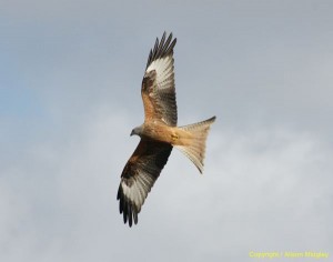 Red kite - in flight - raptor - bird of prey