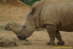 Rhino - side view - standing - rhino horn - TCM