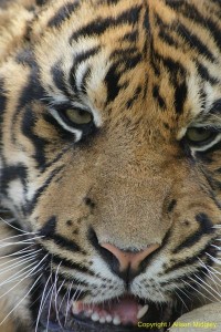 Amur tiger cub - aprox 4 months old - close up of head - big cat