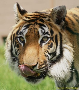 Siberian tiger - head close up - big cat