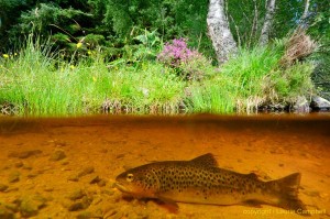browntrout2d