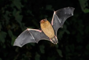 Pipistrelle bat