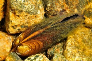 freshwaterpearlmussel9280LCampbell-a