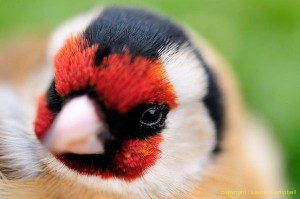 goldfinch7255LCampbell-a