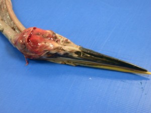 post-mortem - killed by blow to the head with a stick