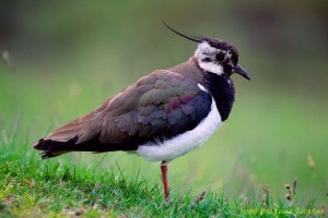 lapwing1b