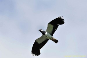 lapwing8937LCampbell-a
