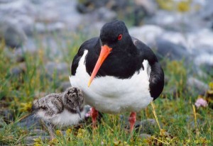 oystercatcher25b