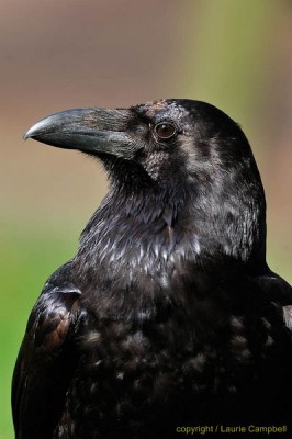 Corvid of the month: Rooks