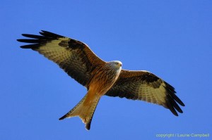 redkite10d