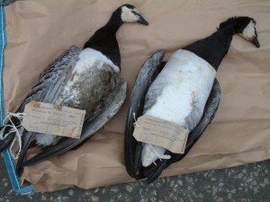 Shot Barnacle Geese in Tayside