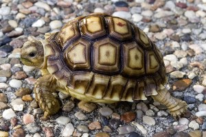 tortoise