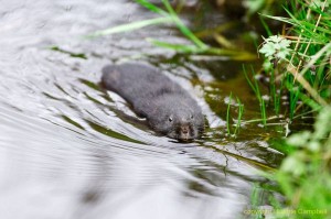 watervole2d