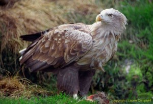 whitetailedseaeagle19b