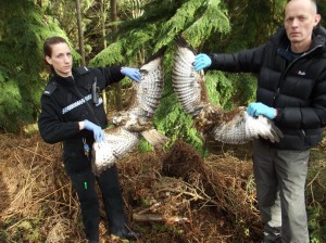 PC Helen Felton and RSPB with two killed buzzards