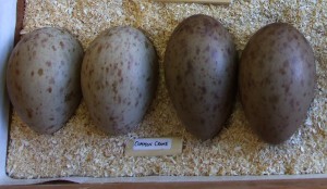 Crane eggs found in Scotland were taken in Sweden 2002-2003