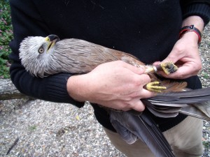 One of the Beaven Black Kites being examined. Credit: NWCU.