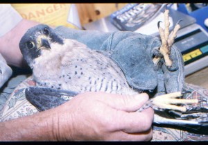 Peregrine falcon being examined by NWCU during a previous inquiry. Copyright: NWCU