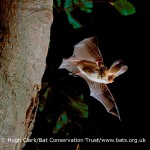 Brown long-eared in flight