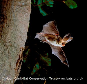 Brown long-eared in flight