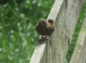 Wren chick