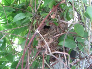 Wren nest