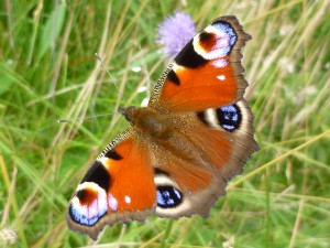 Peacock Butterfly