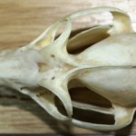 Fruit Bat Skull © NWCU