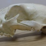 Leopard Skull © NWCU