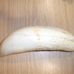 Un-worked Sperm whale tooth © NWCU