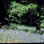 Bluebell wood © NWCU