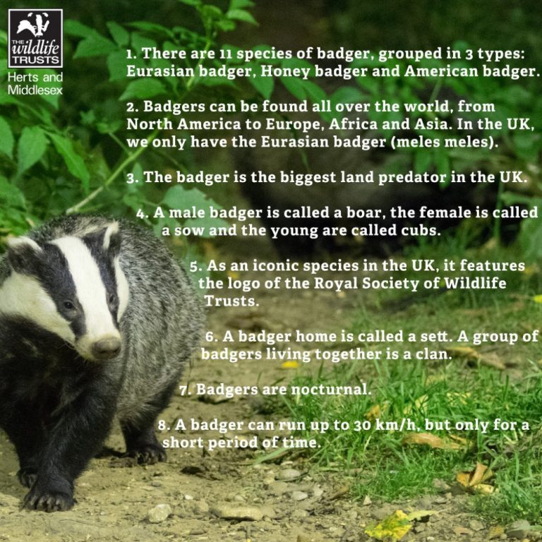 NWCU supports National Badger Day National Wildlife Crime Unit NWCU